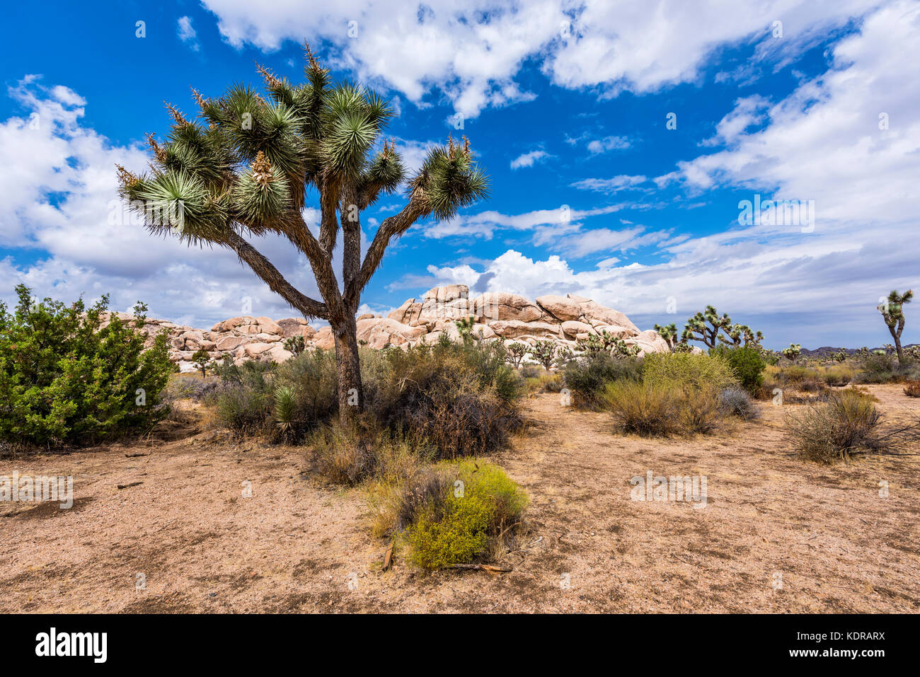 De grands Josué entourent les formations rocheuses sauvages qui entourent le paysage désertique. Banque D'Images
