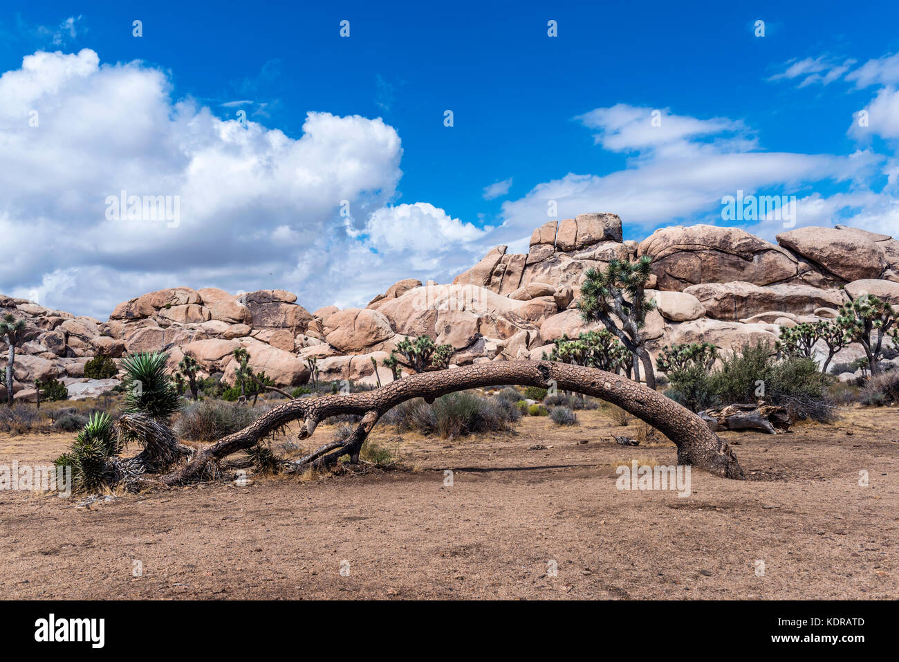 Après des décennies de croissance, un grand arbre de Joshua a donné au temps et se trouve mourir dans le désert de Mojave. Banque D'Images