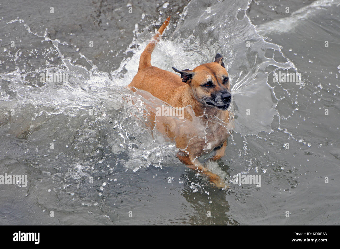 Saut de chien dans l'eau de mer Banque D'Images