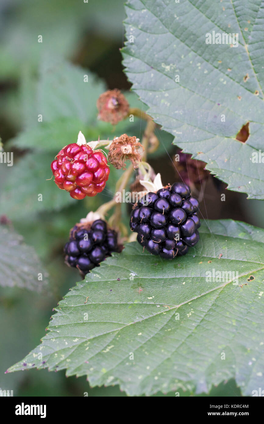 Fruits mûre sur Bush Banque D'Images