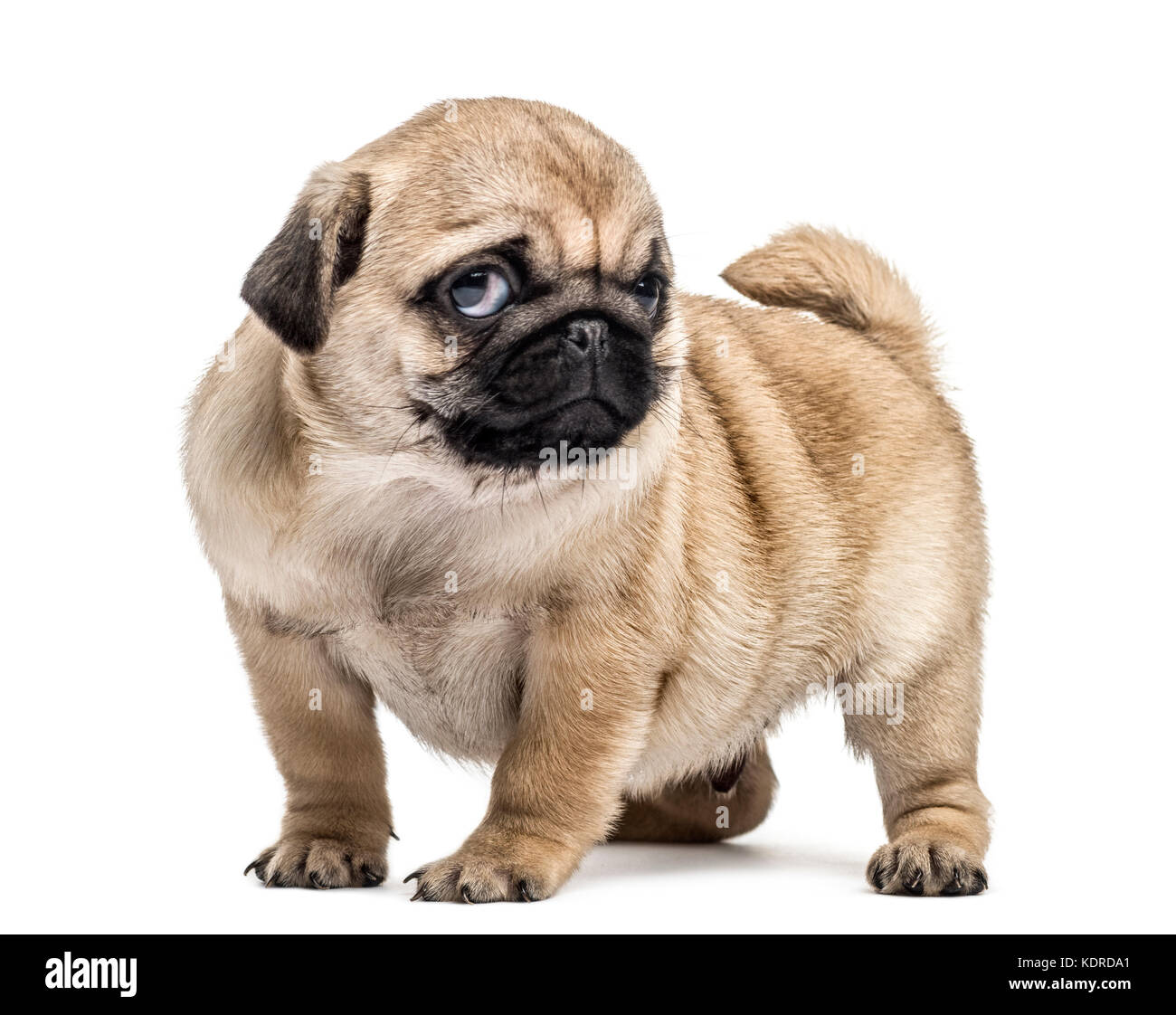 Chiot carlin debout, isolated on white Photo Stock - Alamy