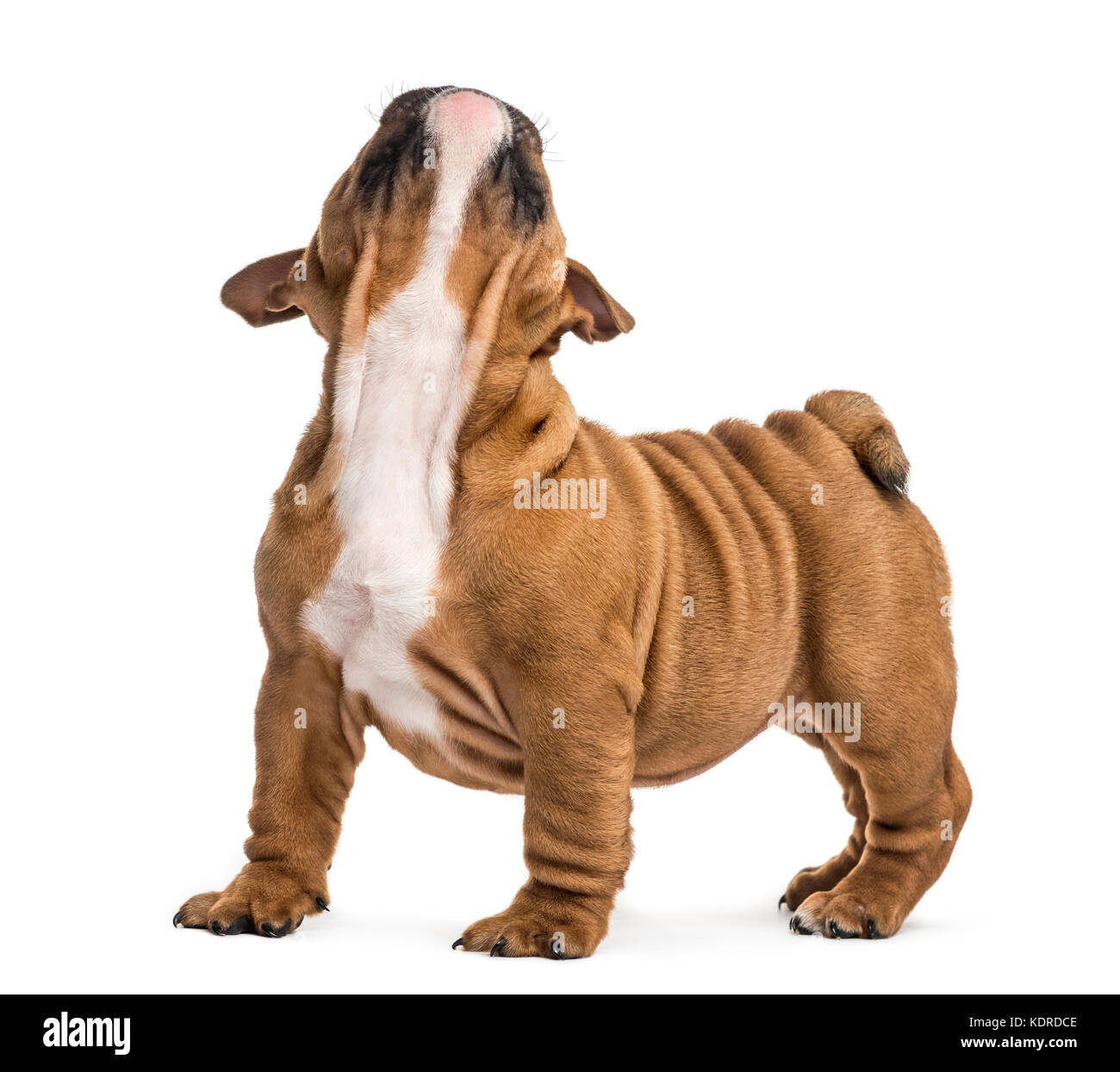 Chiot bouledogue anglais looking up, isolated on white Banque D'Images