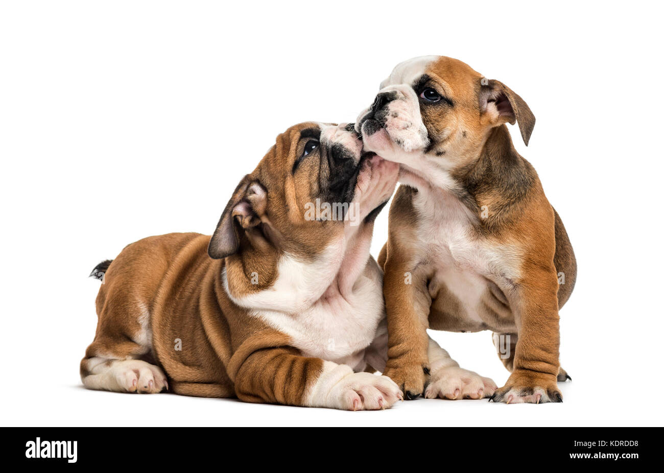 Bulldog anglais chiots câlins, isolated on white Banque D'Images