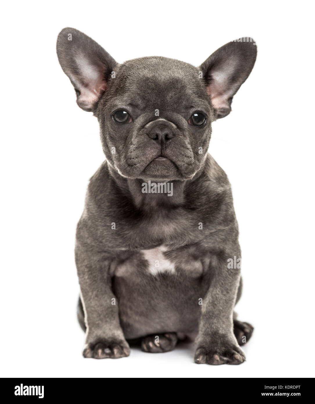 Chiot bouledogue français gris assis, isolated on white Photo Stock - Alamy
