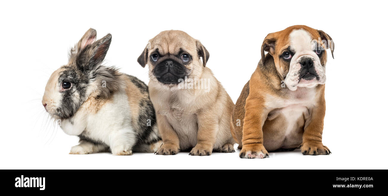 Deux chiens et un lapin côte à côte, isolated on white Banque D'Images