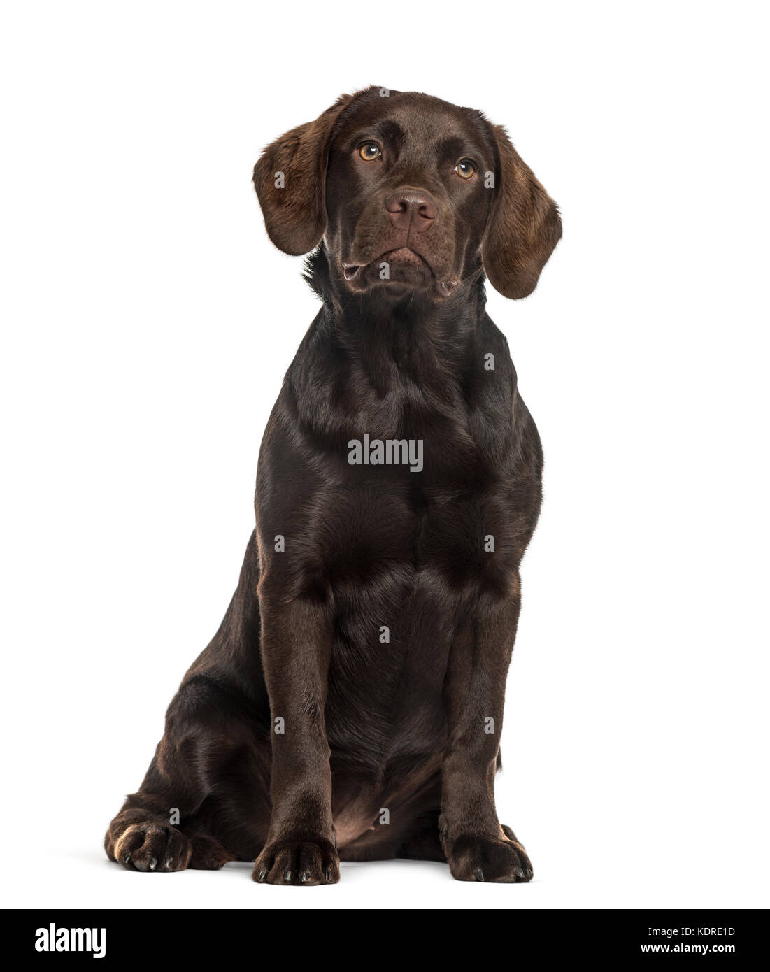 Labrador assis, isolated on white Banque D'Images Labrador assis, isolated on white Banque D'Images