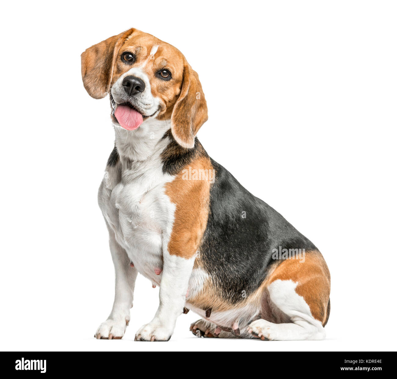 Assis beagle et haletant, isolated on white Banque D'Images