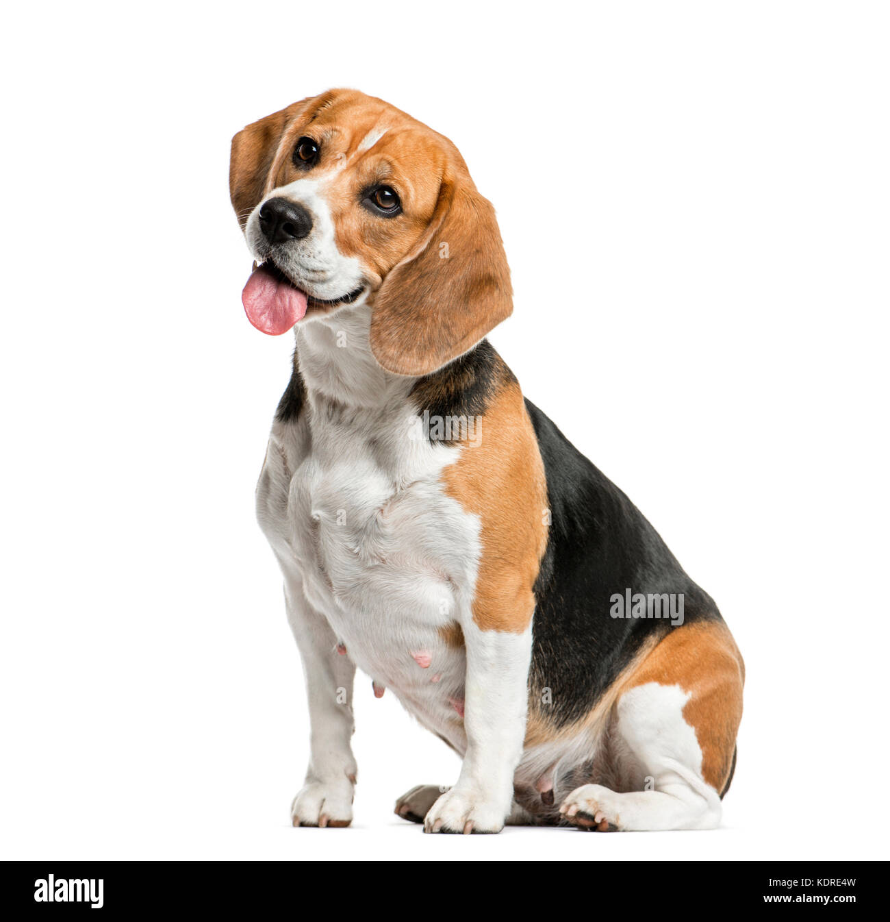 Assis beagle et haletant, isolated on white Banque D'Images