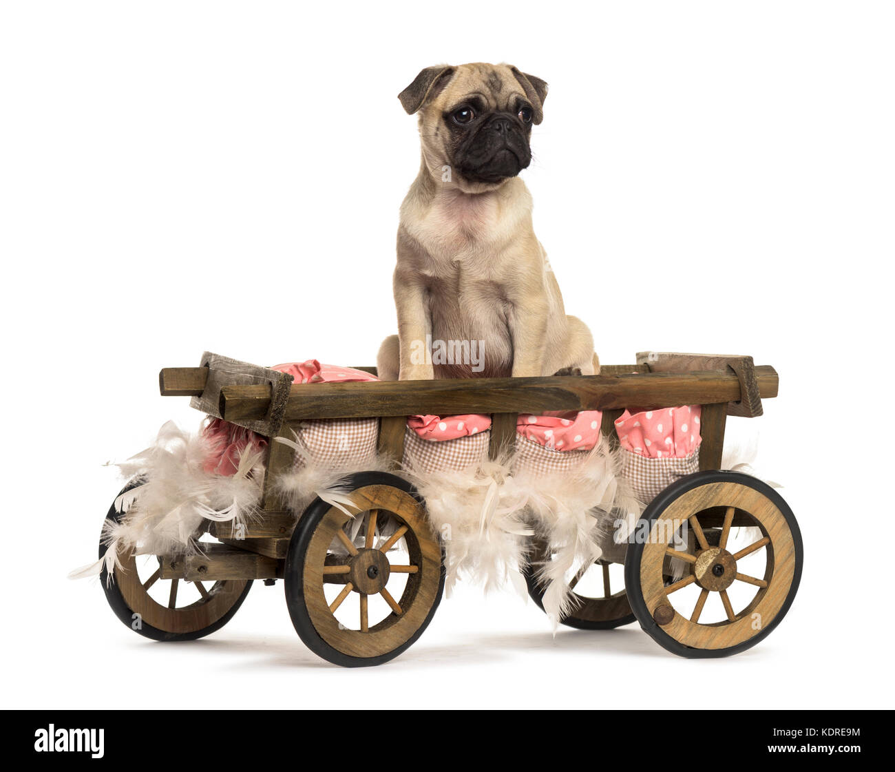 Le PUG dans un panier en bois avec plumes et d'oreillers, isolated on white Banque D'Images