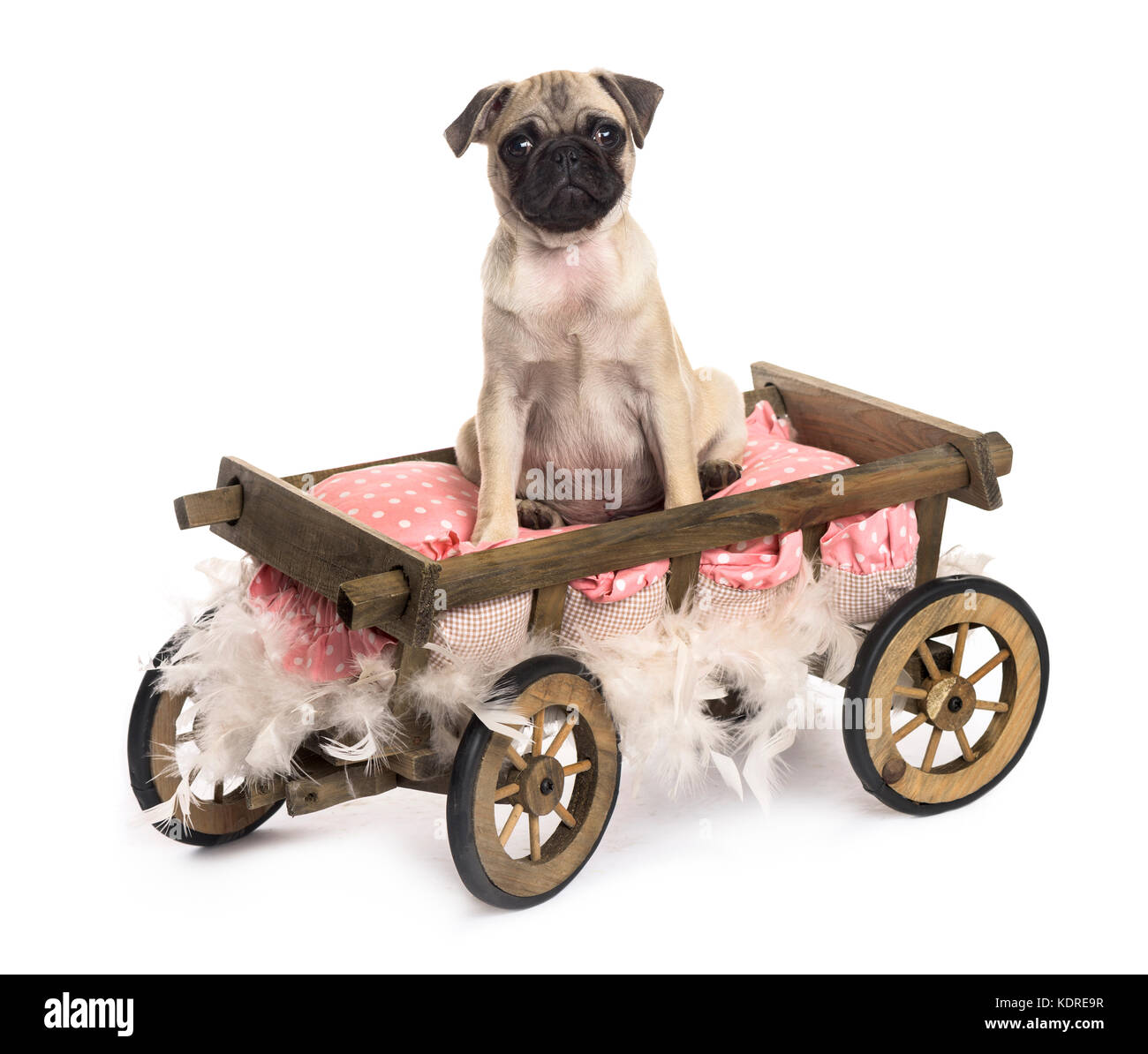 Le PUG dans un panier en bois avec plumes et d'oreillers, isolated on white Banque D'Images