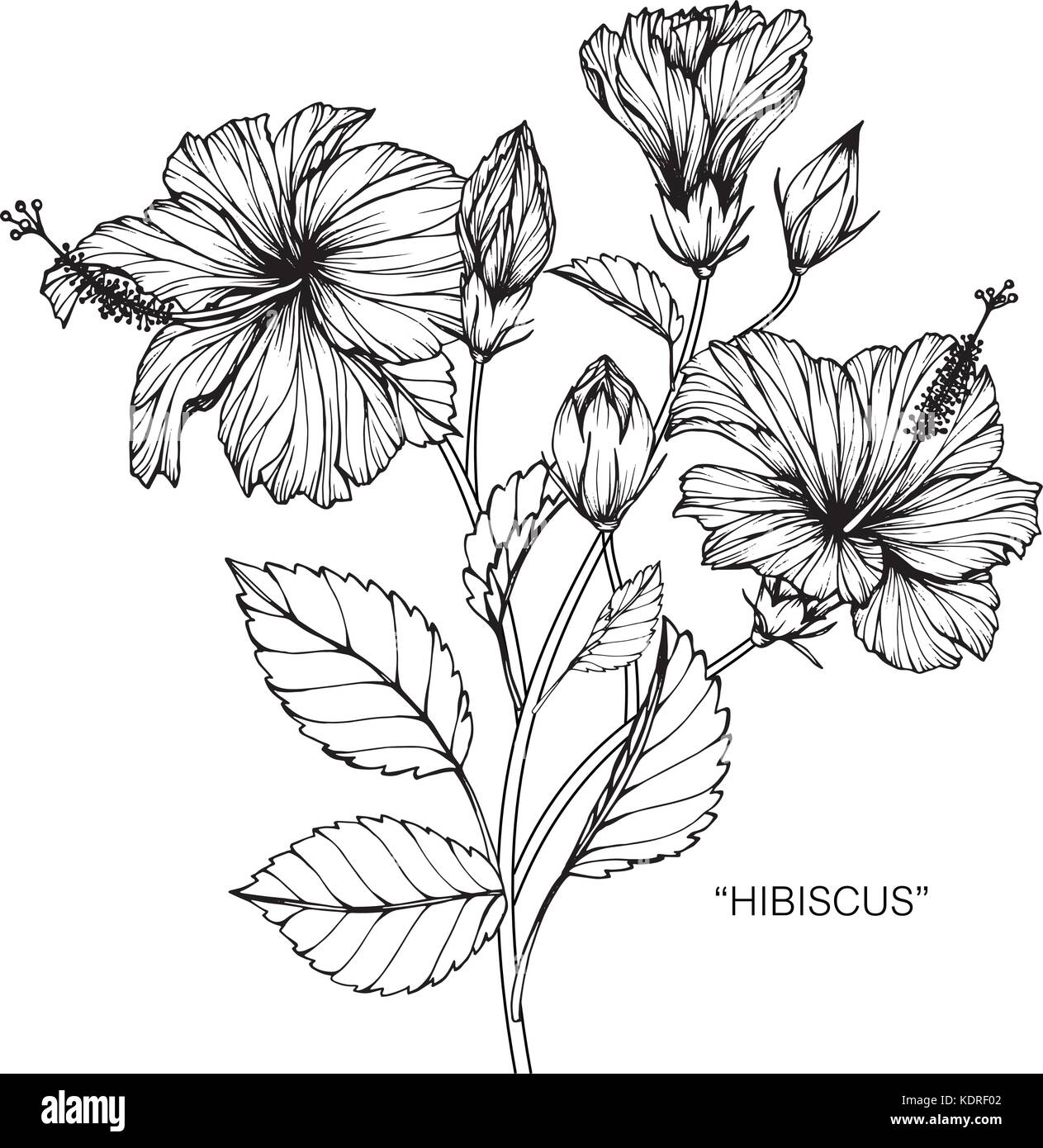 Fleur Dessin Noir Et Blanc Fleur d'Hibiscus dessin illustration. Noir et blanc avec des