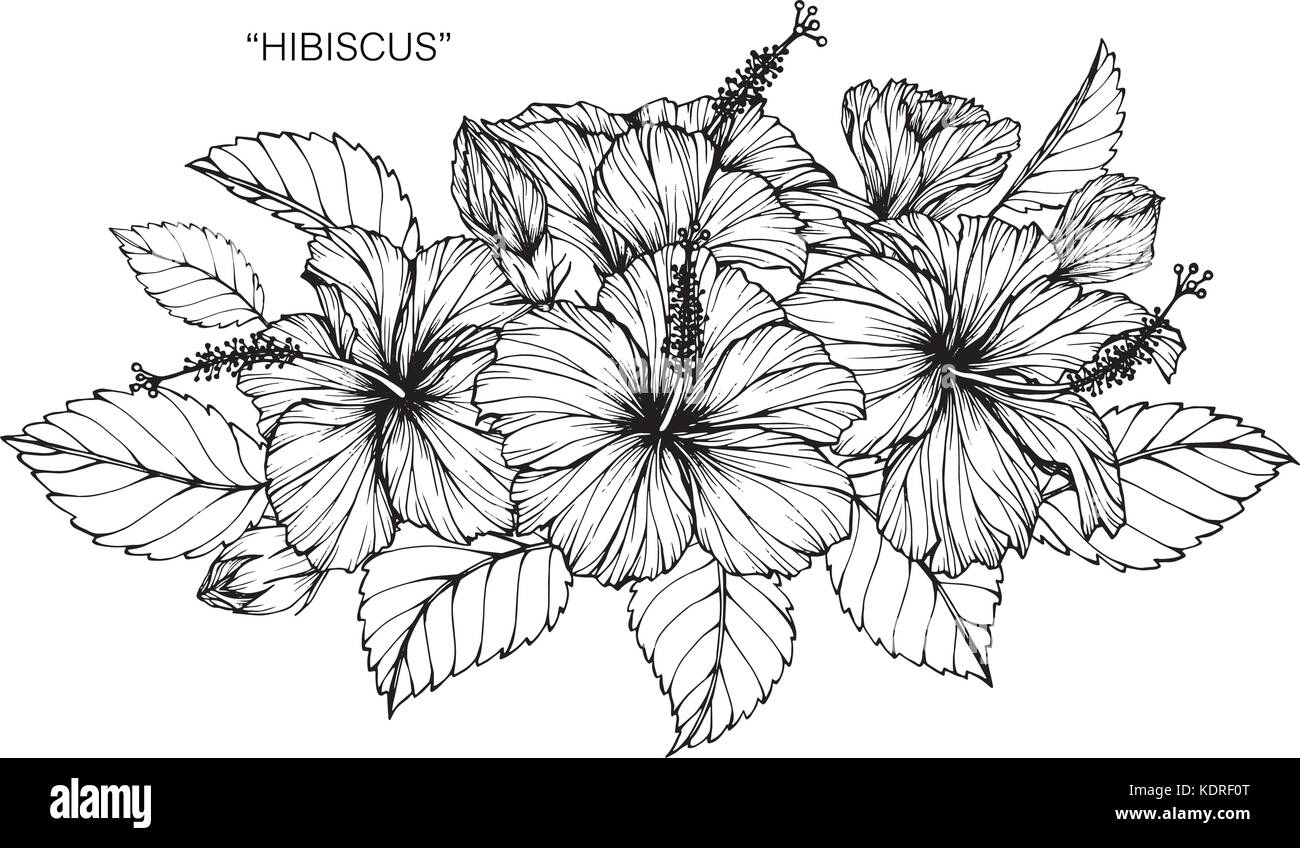 Fleur d'Hibiscus dessin illustration. Noir et blanc avec des illustrations. Illustration de Vecteur
