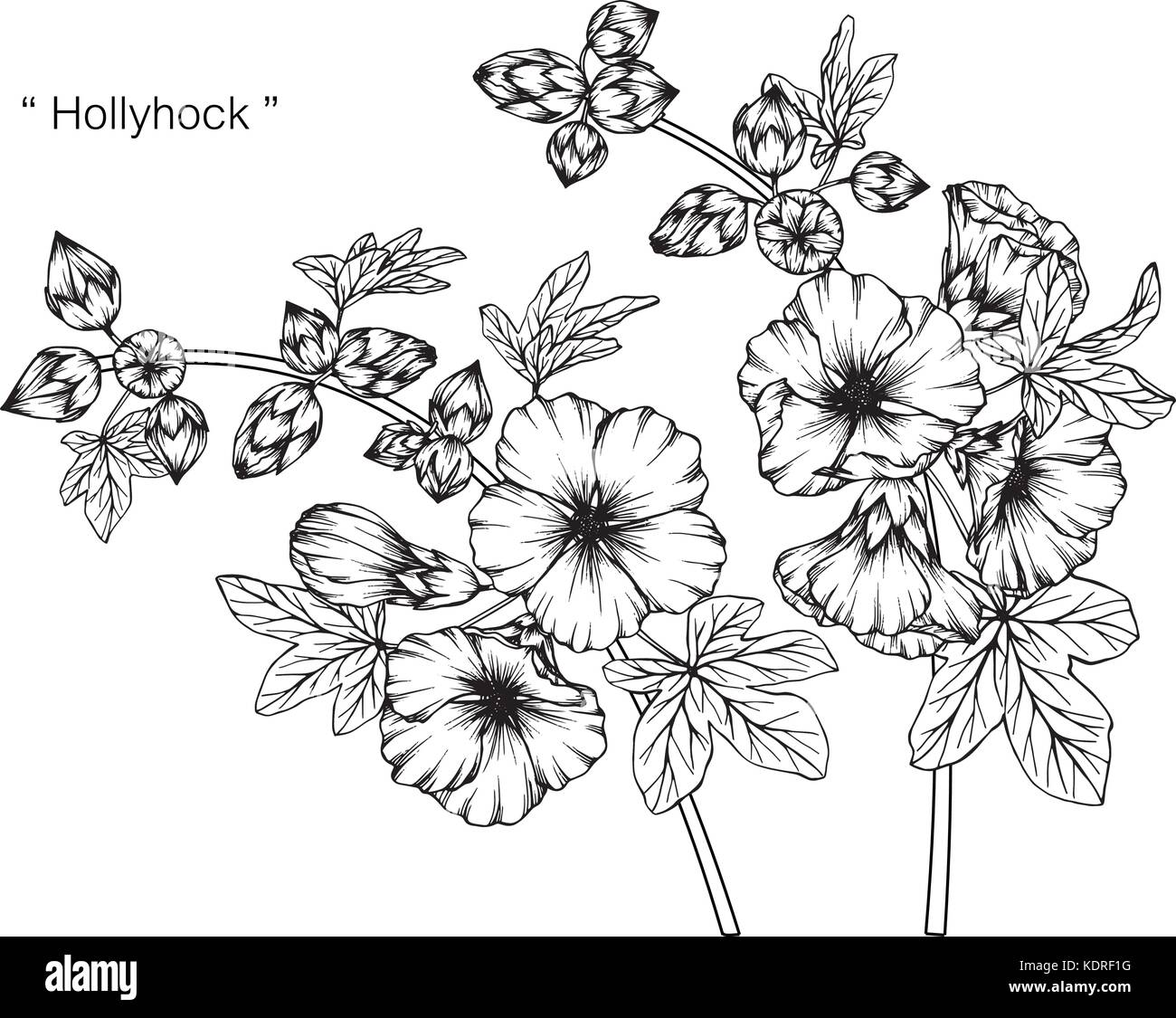 Dessin De Fleurs Rose Trémière Illustration Noir Et Blanc