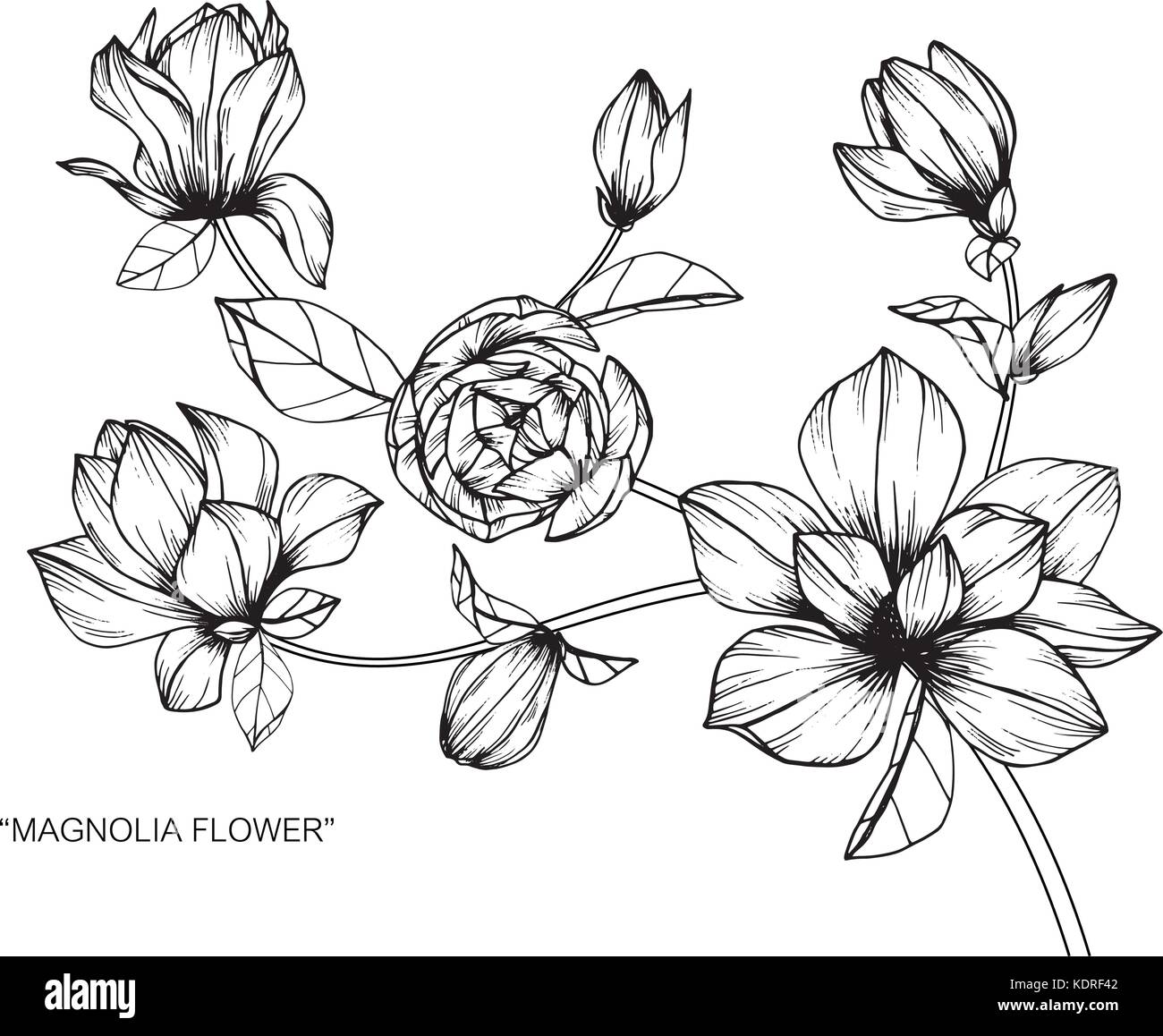 Illustration dessin fleur de Magnolia. Noir et blanc avec des illustrations. Illustration de Vecteur