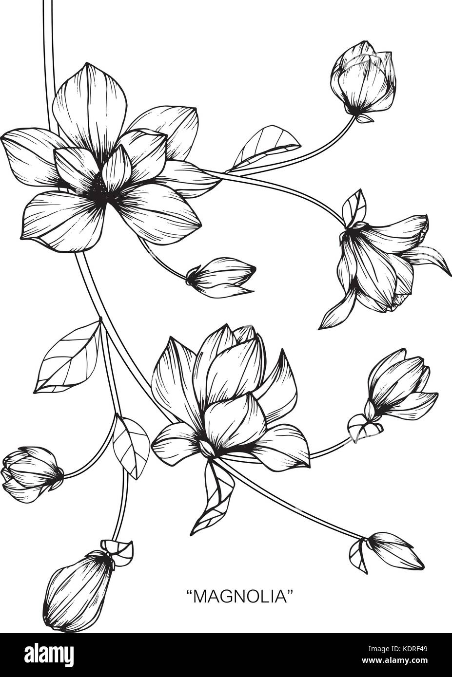Illustration Dessin Fleur De Magnolia Noir Et Blanc Avec