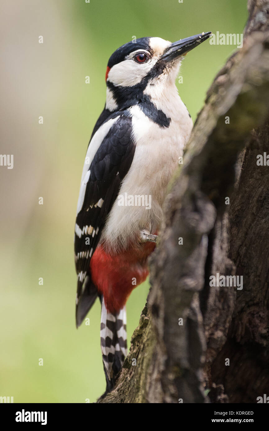 Great Spotted Woodpecker (Dendrocopos major) sur l'arbre dans la lumière du soleil en Angleterre, Royaume-Uni Banque D'Images