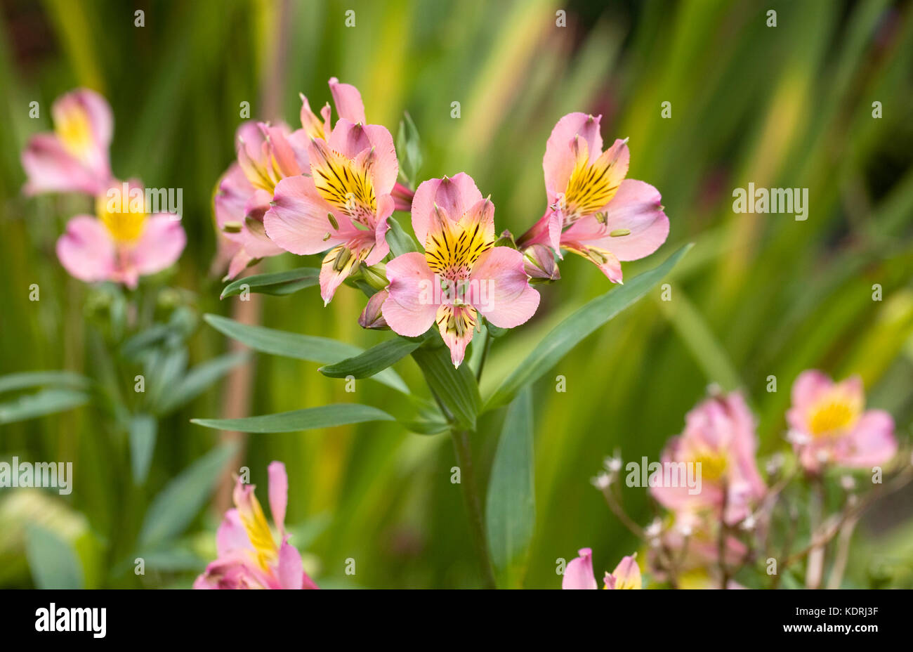 L'Alstroemeria fleurs dans le jardin. Banque D'Images