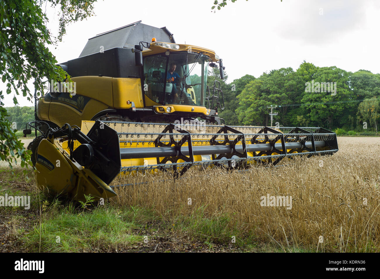 De coupe de moissonneuse-batteuse dans un petit champ de blé près de Perth en Ecosse Banque D'Images