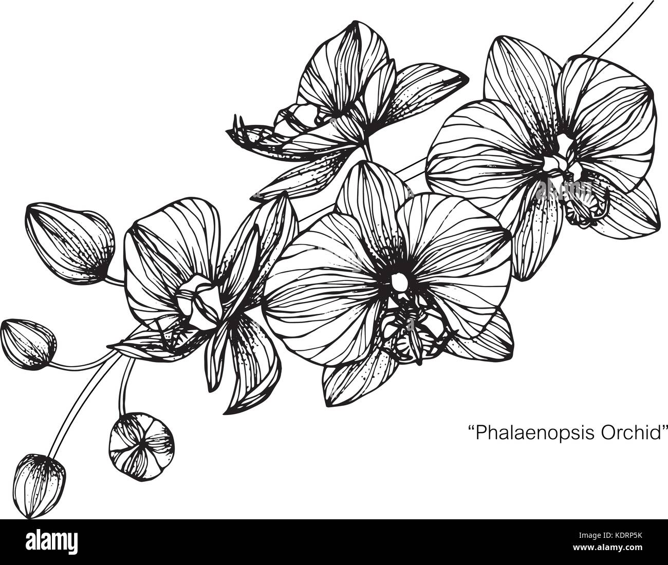 Orchidée fleur dessin illustration. Noir et blanc avec des illustrations. Illustration de Vecteur