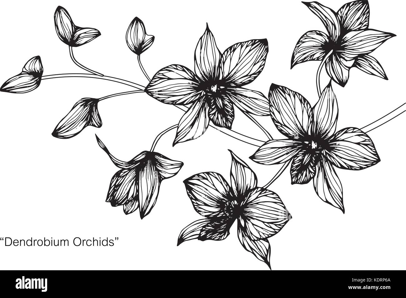 Orchidée fleur dessin illustration. Noir et blanc avec des illustrations. Illustration de Vecteur