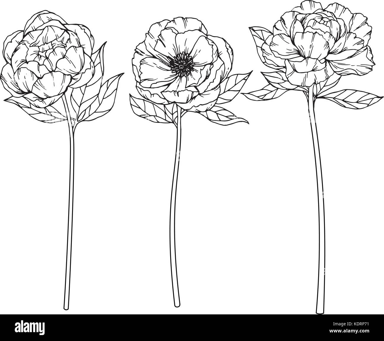 Fleur de pivoine dimensions illustration. Noir et blanc avec des illustrations. Illustration de Vecteur