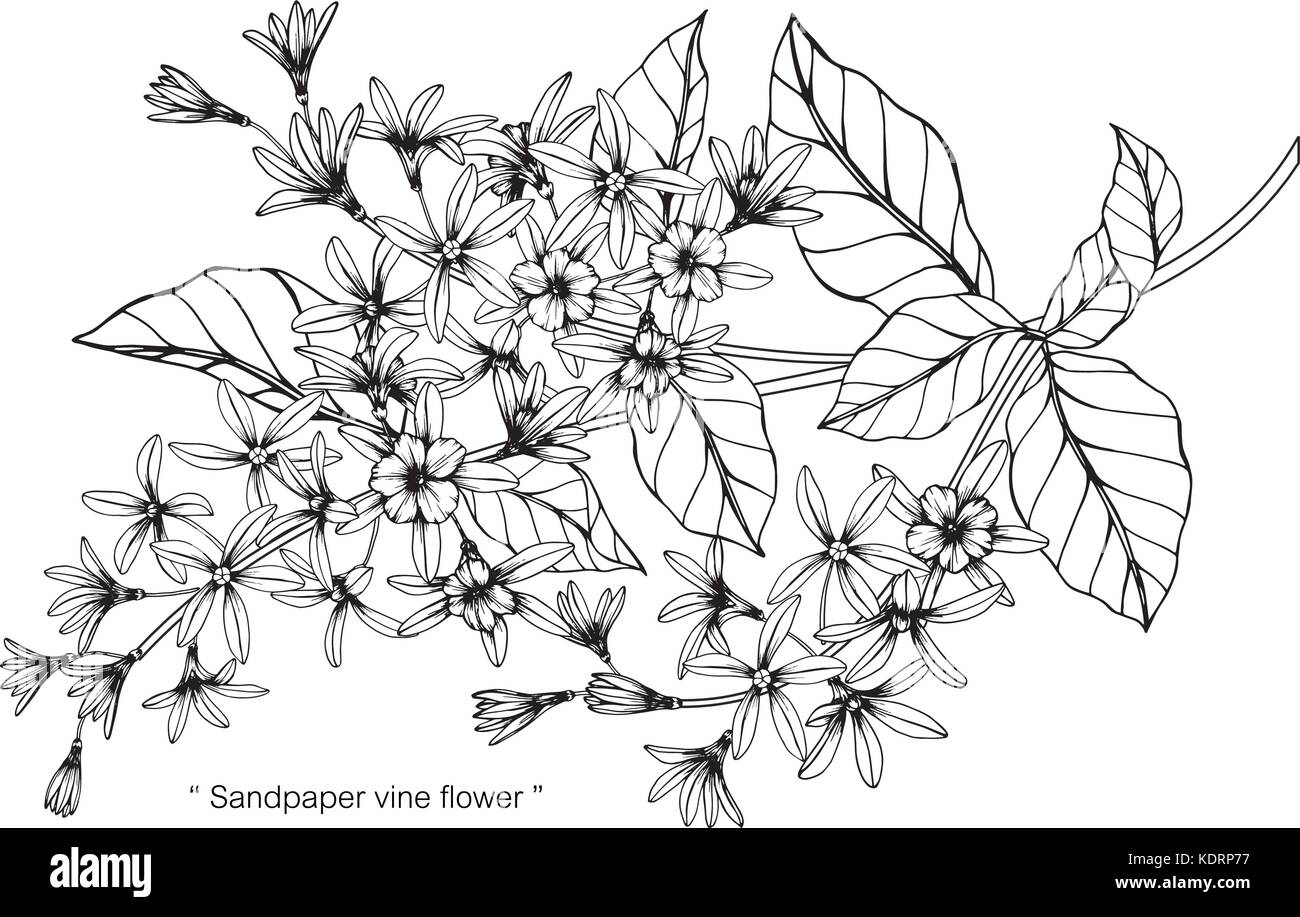Dessin fleur de vigne d'un papier de l'illustration. Noir et blanc avec des illustrations. Illustration de Vecteur