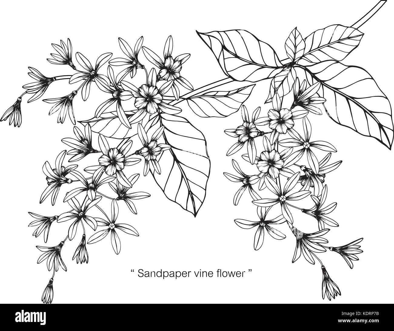 Dessin fleur de vigne d'un papier de l'illustration. Noir et blanc avec des illustrations. Illustration de Vecteur