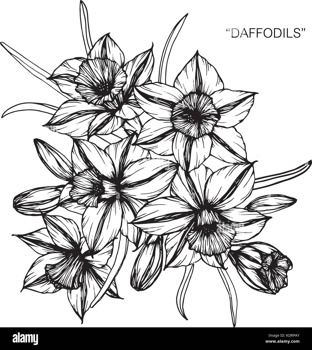 Bouquet De Fleurs De La Jonquille Dessin Vecteurs Et