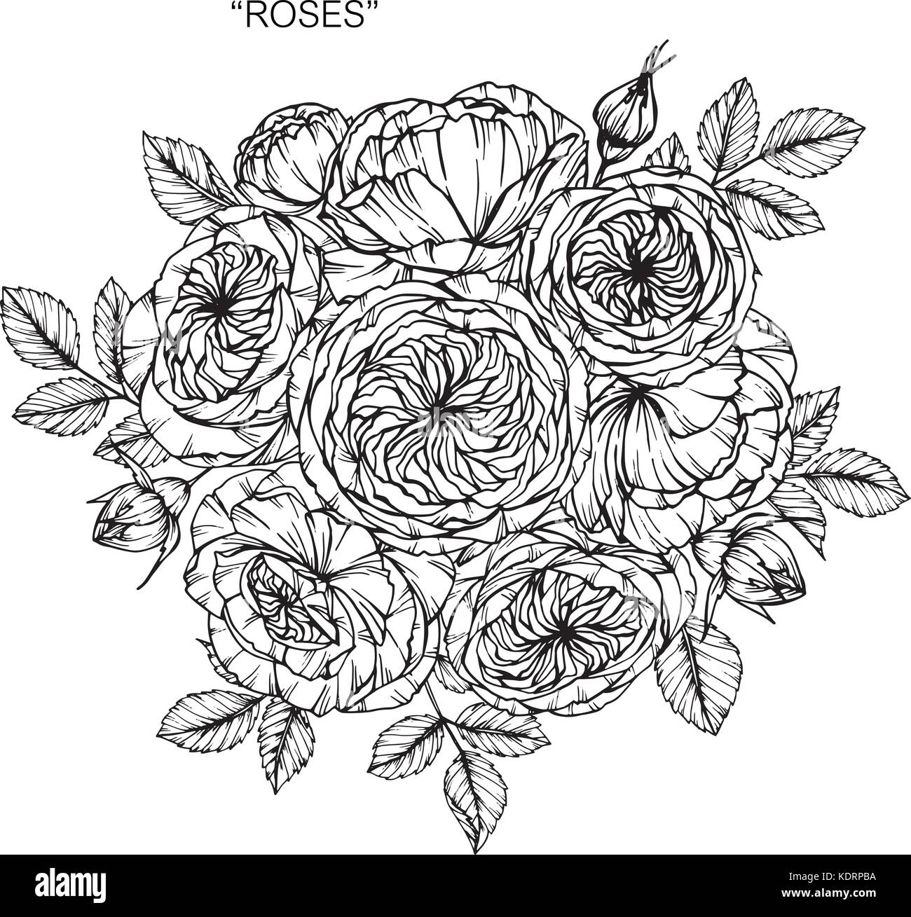 Bouquet de fleurs rose dessin. Illustration de Vecteur