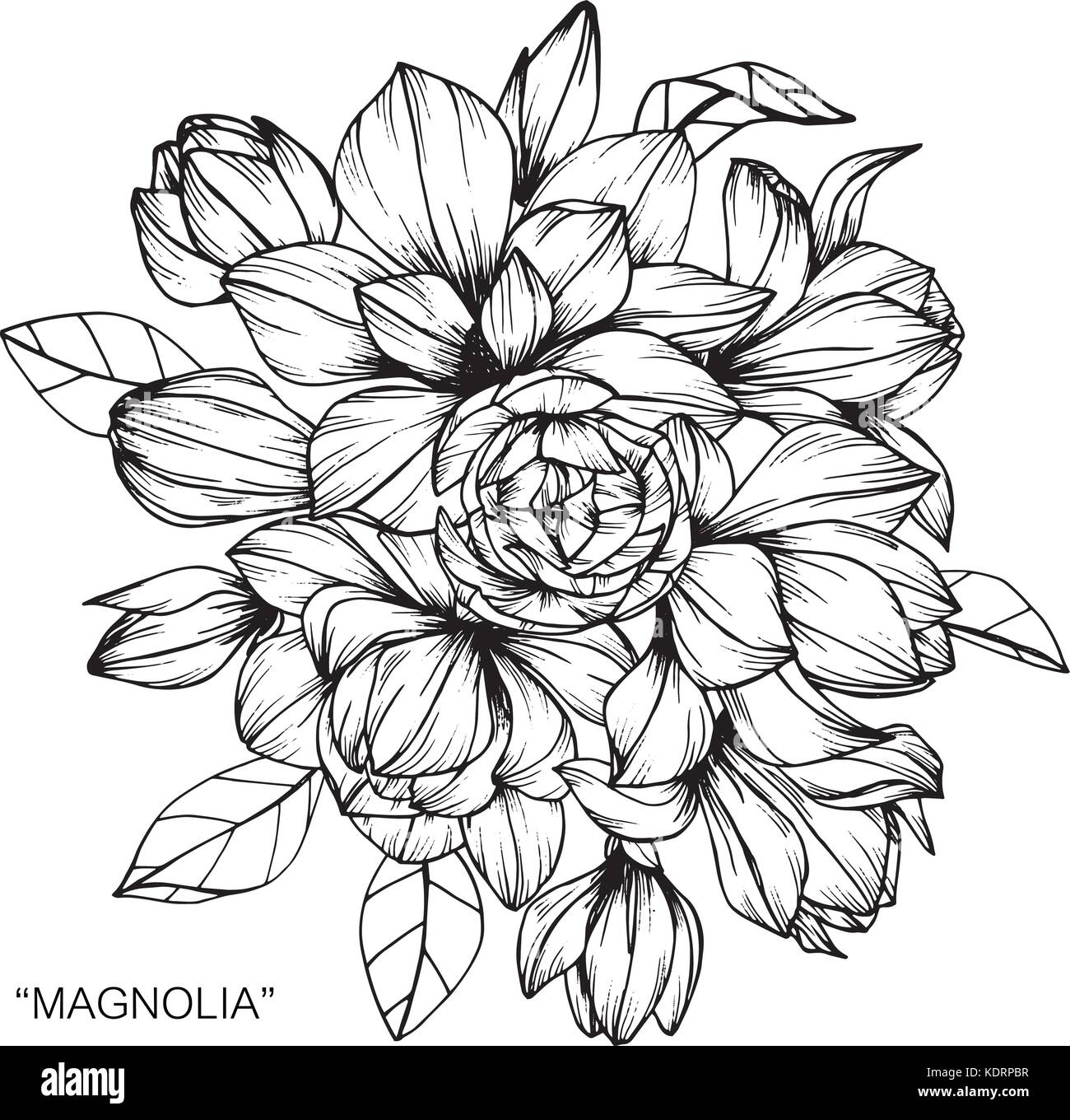 Bouquet de fleurs magnolia dessin. Illustration de Vecteur