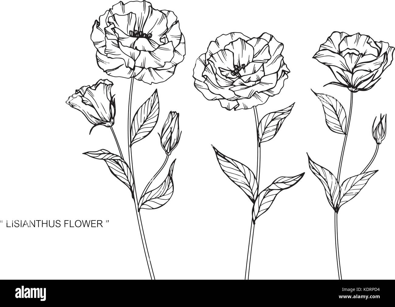 Dessin de fleurs lisianthus illustration. Noir et blanc avec des illustrations. Illustration de Vecteur
