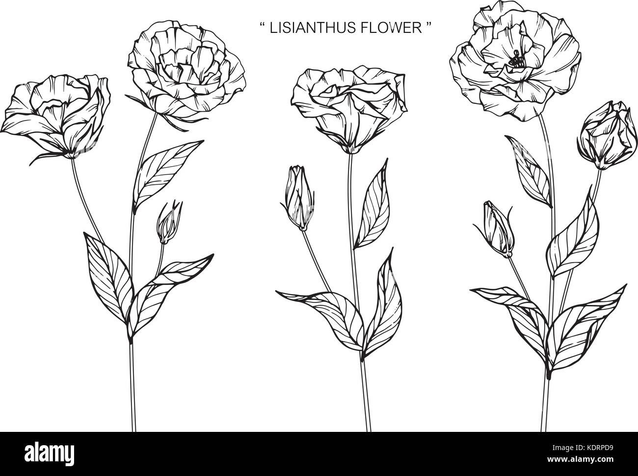 Dessin de fleurs lisianthus illustration. Noir et blanc avec des illustrations. Illustration de Vecteur