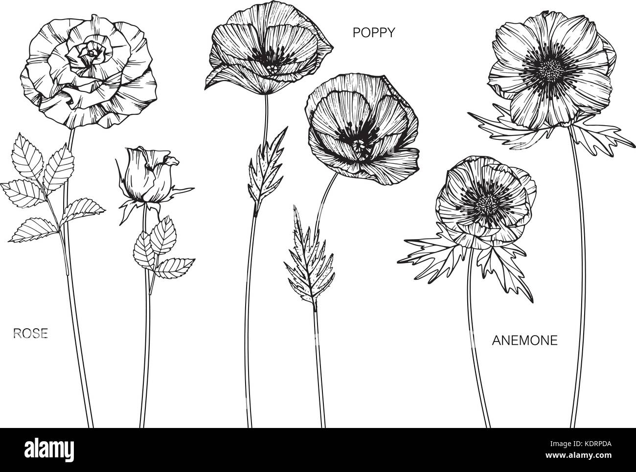 Rose, coquelicot, fleurs anémone illustration dessin. Noir et blanc
