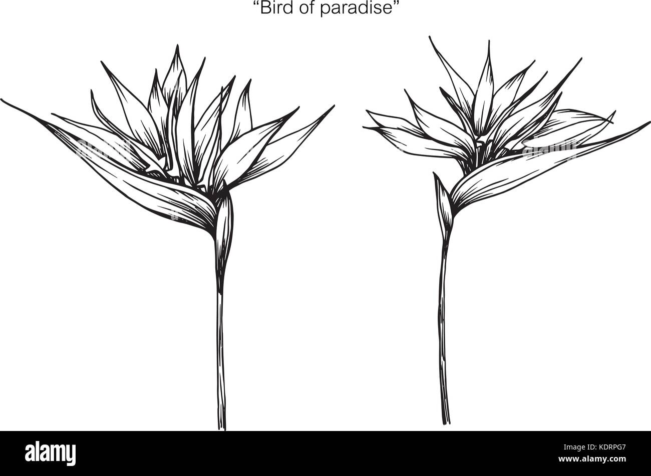 Bird of Paradise flower dessin. Illustration de Vecteur