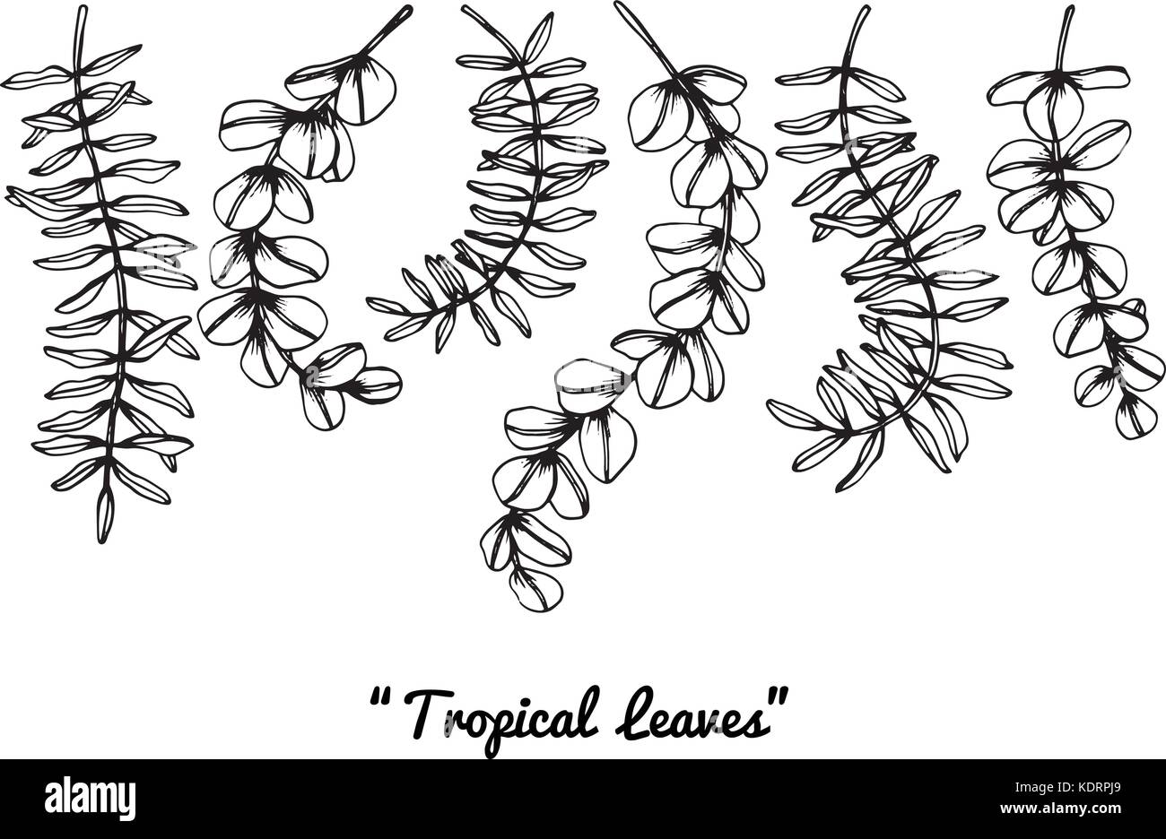 Dessin feuilles tropicales. Illustration de Vecteur