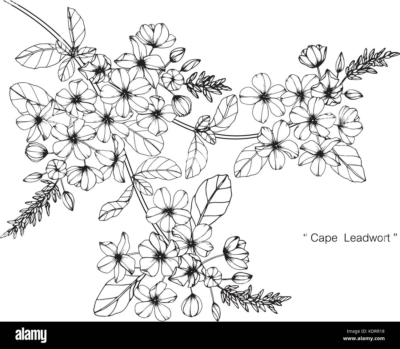 Cape leadwort illustration dessin de fleurs. Noir et blanc avec des illustrations. Illustration de Vecteur