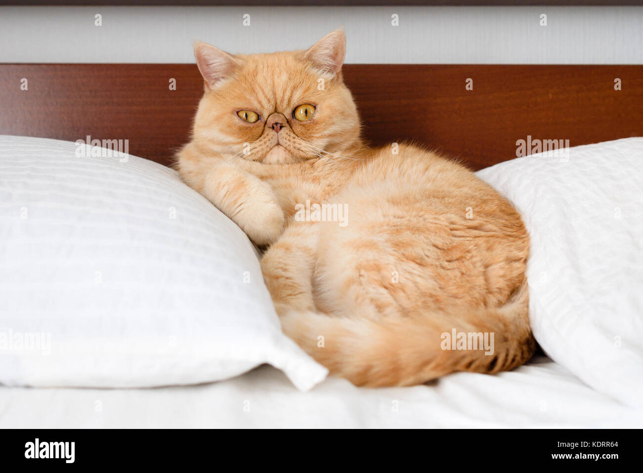 Chat persan gingembre exotiques à la recherche en appareil photo avec drôle de visage et mignon yeux Banque D'Images