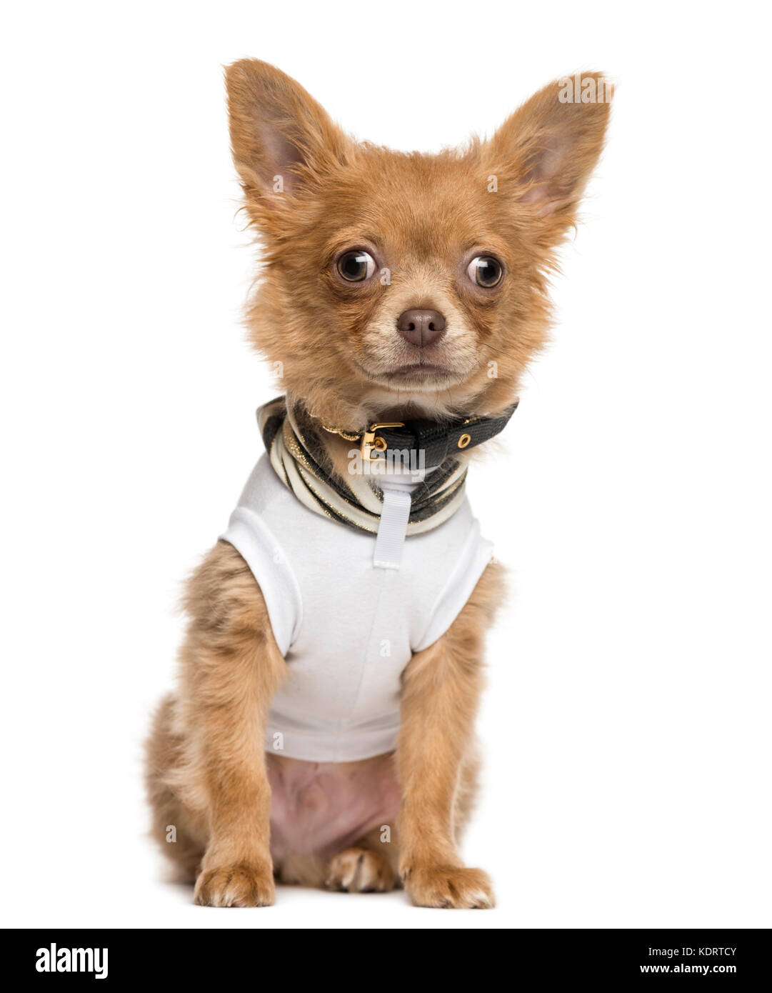 Habillé, assis chiot chihuahua 4 mois, isolated on white Photo Stock - Alamy