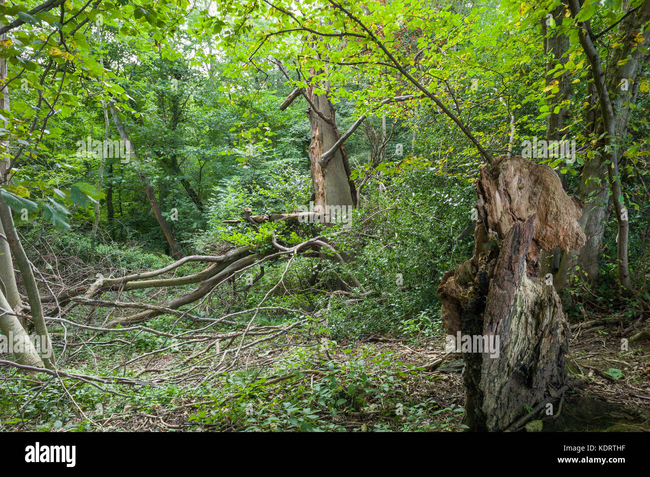 Forêts anciennes menacées par un développement routier55 près de Connah's Quay Flintshire Banque D'Images