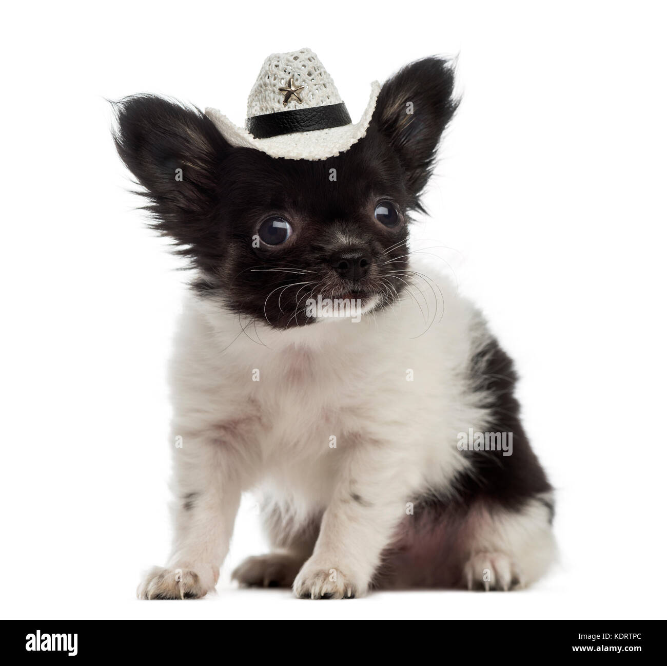 Chihuahua chiot portant un chapeau de cowboy (2 mois) Banque D'Images
