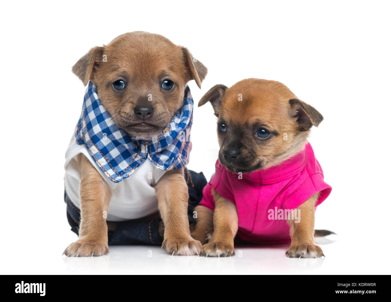 Deux chihuahuas chiots habillé (1 mois) Banque D'Images