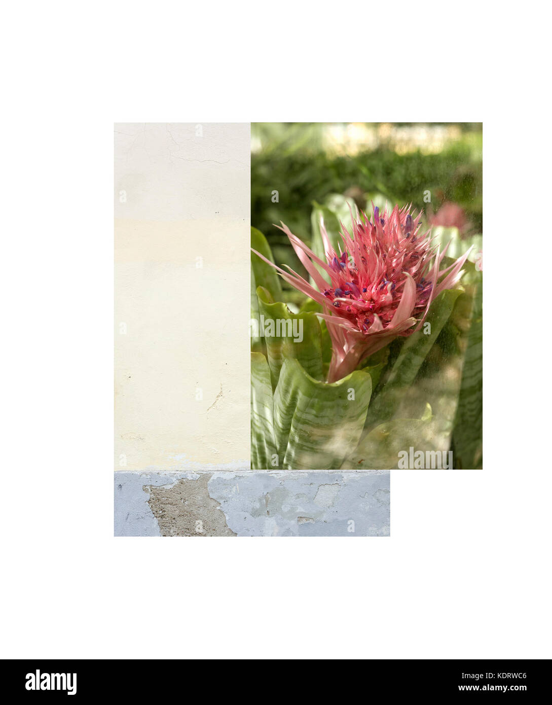 Orto Botanico "Giardino dei Semplici" dell'Università di Firenze. - Florence, Italie. Banque D'Images