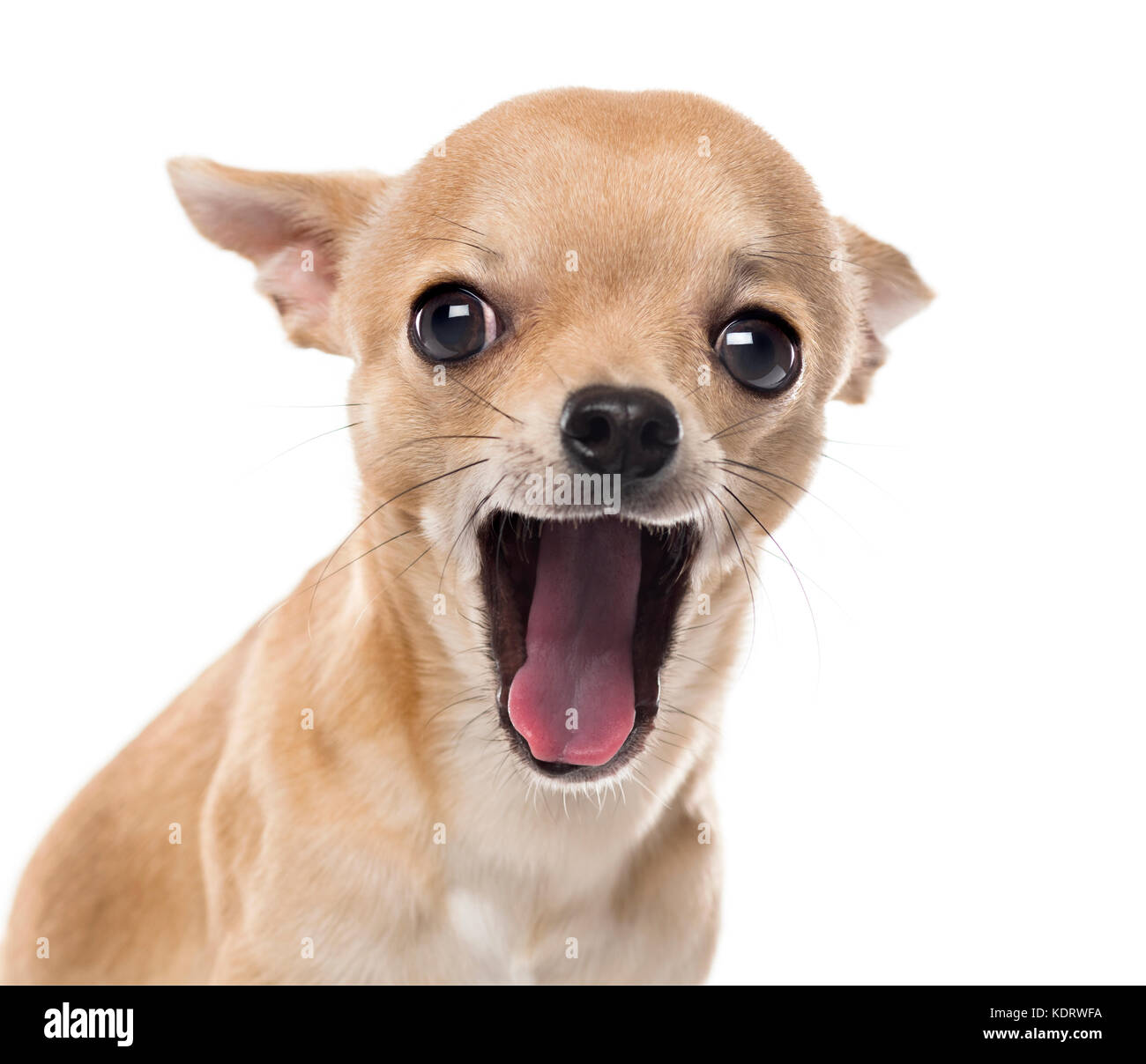 Close-up d'un chihuahua yawning in front of white background Banque D'Images