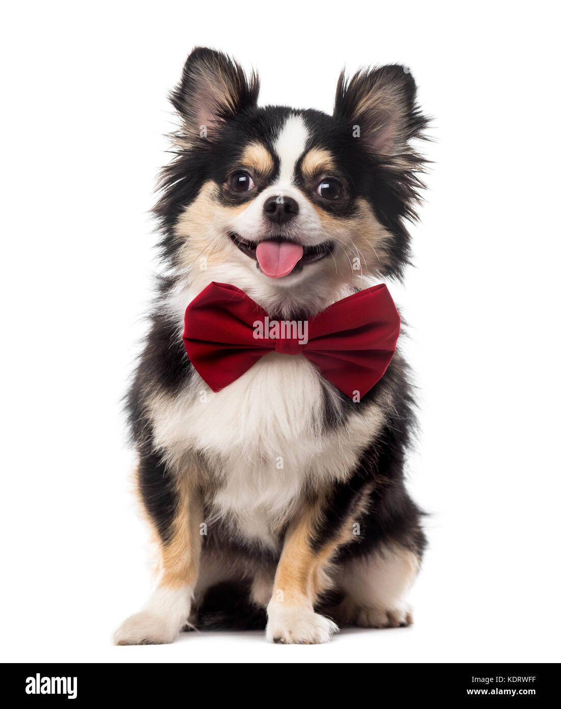 Chihuahua assis et portant un nœud papillon devant un fond blanc Banque D'Images