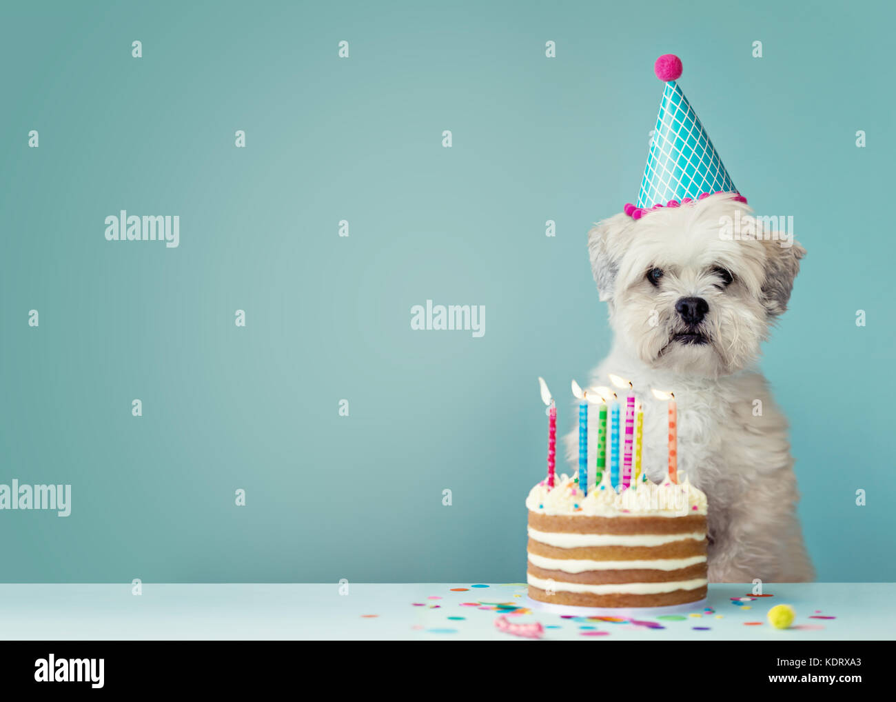 Joli Chien Avec Party Hat Et Gateau D Anniversaire Colore Sur Un Fond Bleu Photo Stock Alamy