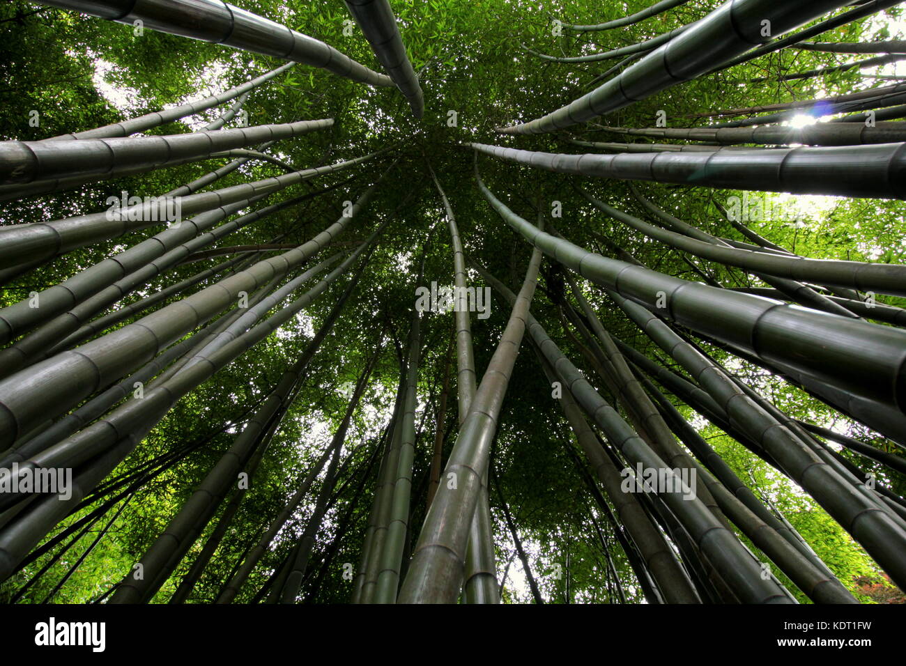 Bambou géant atteignant jusqu'convergeant dans la verrière Banque D'Images