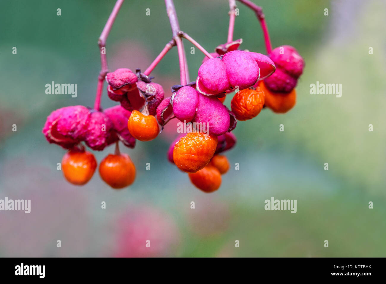 Euonymus europaeus 'Cascade rouge', baies d'arbre de broche baies de broche Banque D'Images