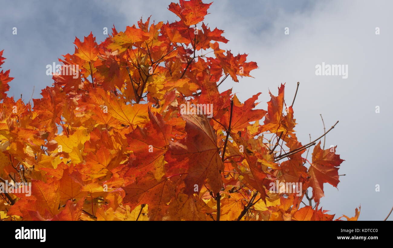L'érable de la couronne à l'automne dans le ciel. jaune feuilles d'érable. la chute des feuilles. l'automne les arbres. Banque D'Images