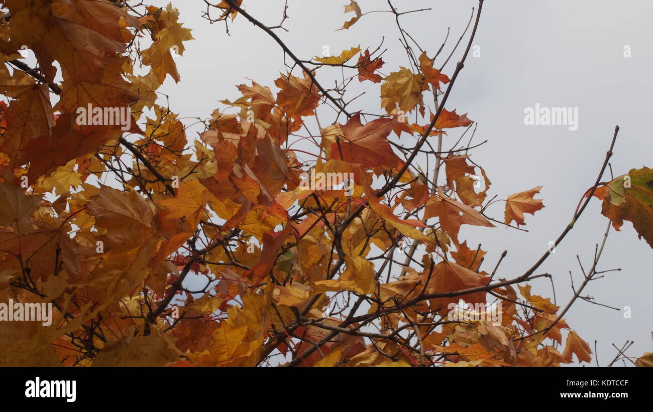 L'érable de la couronne à l'automne dans le ciel. jaune feuilles d'érable. la chute des feuilles. l'automne les arbres. Banque D'Images