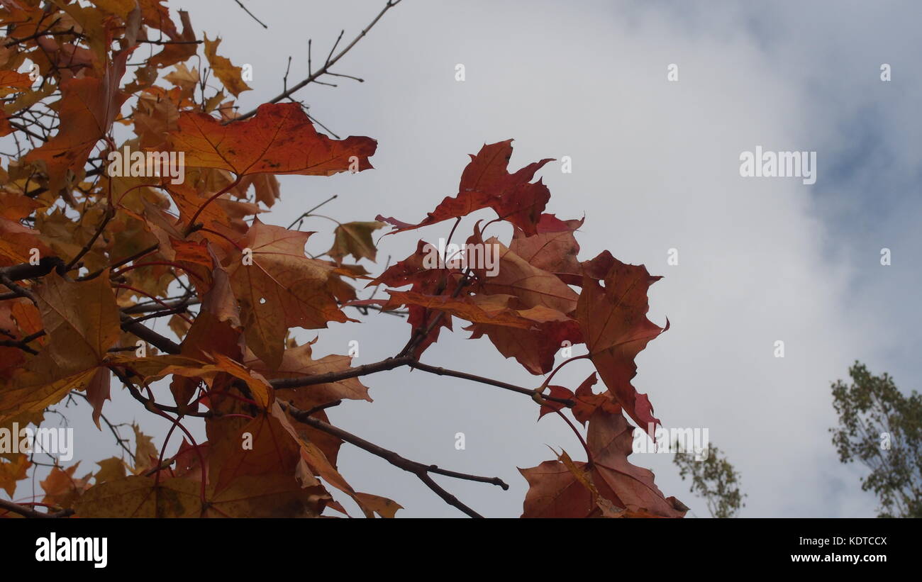 L'érable de la couronne à l'automne dans le ciel. jaune feuilles d'érable. la chute des feuilles. l'automne les arbres. Banque D'Images
